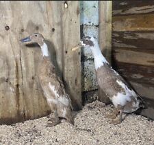 Indian runner duck for sale  HOLYHEAD