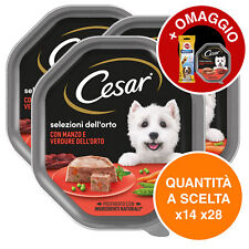 jagd terrier usato  Castelfidardo