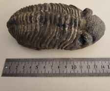 Trilobite fossile cm. d'occasion  Mennecy
