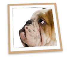 British bulldog english for sale  UK