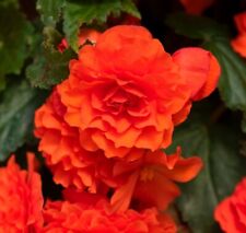 Begonia non stop for sale  BRISTOL