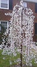 5ft prunus snow for sale  KING'S LYNN