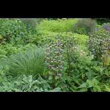 Phlomis tuberosa knollen gebraucht kaufen  Deutschland