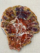 Petrified wood slice for sale  HIGH PEAK