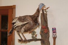 Bearded hen turkey for sale  Brandon