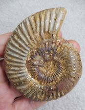 Fossil ammonite 7.8 for sale  BURGESS HILL