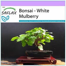 Saflax bonsai weiße gebraucht kaufen  Mecklenbeck,-Amelsbüren