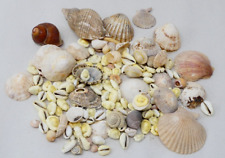 mixed sea shells for sale  Shipping to Ireland