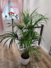Areca palm large for sale  TILBURY
