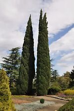 Italian cypress seeds for sale  Allentown