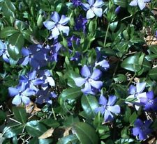 Creeping myrtle periwinkle for sale  Newark
