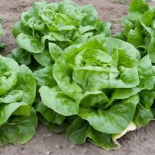 Buttercrunch lettuce seeds for sale  Canada