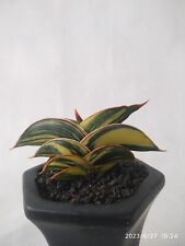 Sansevieria Rorida Variegated RARE! Free Shipping & Phytosanitary Certificate for sale  Shipping to South Africa