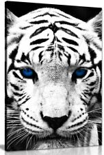 White tiger blue for sale  LONDON