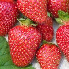 Allstar junebearing strawberry for sale  Gettysburg