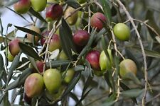 Ulivo olivo olea usato  Gioiosa Ionica