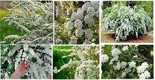 White spirea bush for sale  Clover