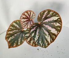Begonia candy stripes for sale  BARNSLEY