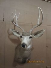 Mule deer shoulder for sale  Ionia