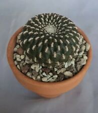 Sulcorebutia arenacea cactus cacti succulent sukkulent kakteen succulent cacti, used for sale  Shipping to South Africa