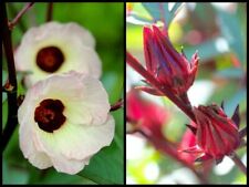 Hibiscus sabdariffa roselle usato  Torino