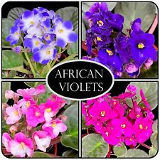 African violet streptocarpus for sale  LEIGH