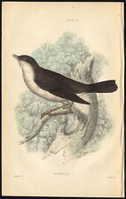 Antique print bird d'occasion  Expédié en Belgium