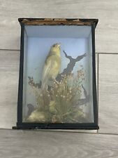 Antique taxidermy w.b.griggs for sale  SLOUGH
