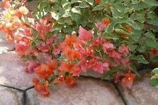 Bougainvillea orange king for sale  Yucaipa