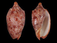 Seashell : Cymbiola innexa  99.7 mm  F+++ / Gem  (from Indonesia) for sale  Shipping to South Africa