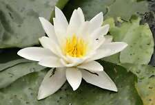Alba water lily for sale  MARKET RASEN