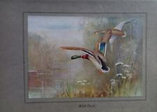 Wild duck print for sale  HEXHAM
