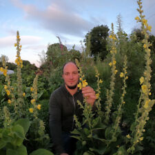 Mullein seeds great for sale  Ireland