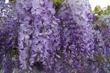 Wisteria sinensis glicine usato  Napoli