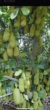 Jack fruit live for sale  Philadelphia