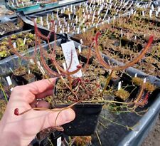 Drosera binata var gebraucht kaufen  Büren