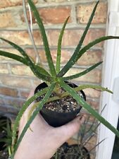 Aloe millotii bakeri for sale  Houston