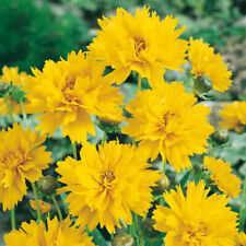 Coreopsis grand. early for sale  PETERBOROUGH