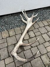 Large deer stag for sale  NOTTINGHAM