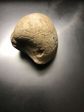 Coquillage fossilisé fossile d'occasion  Bordeaux-
