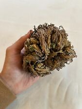 Rose jericho wüstenrose gebraucht kaufen  Bad Tölz