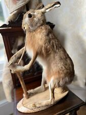 Taxidermy brown hare for sale  ILFRACOMBE