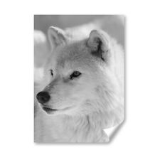 White wolf husky for sale  SELBY