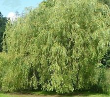 Weeping willow cuttings for sale  NAIRN