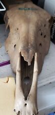 Horse skull teeth for sale  Los Angeles