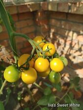 IVA's Sweet White Cherrytomato Seeds.. for sale  Shipping to South Africa