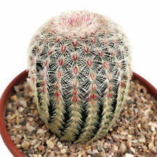 Echinocereus pectinatus var. for sale  LEIGH