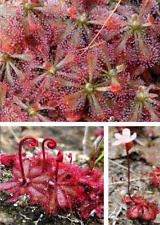 Löwenblatt sonnentaus drosera gebraucht kaufen  Kaiserslautern