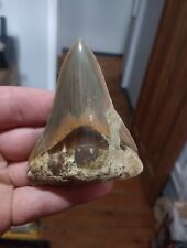 Huge megalodon tooth for sale  NORTHWICH