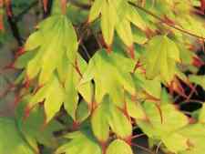 Acer palmatum tsumagaki gebraucht kaufen  Eslohe